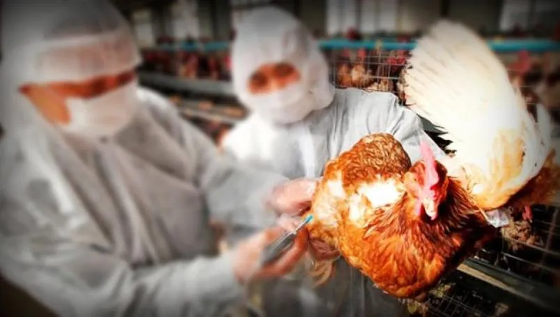 Confirmaron brote de influenza aviar en Meta y activaron protocolos sanitarios en el país