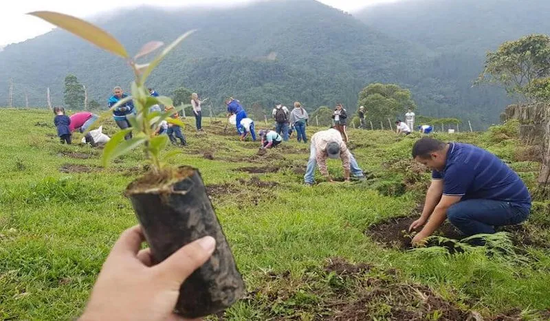 (NOTAS ECONÓMICAS) Fundación GRUPO ARGOS: el día de la tierra con más árboles