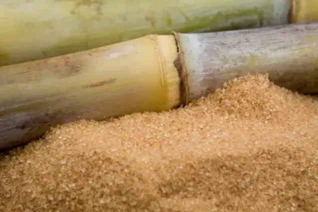 «Polycane»: La patente revolucionaria que transforma el azúcar de caña en un producto saludable y beneficioso para la salud humana