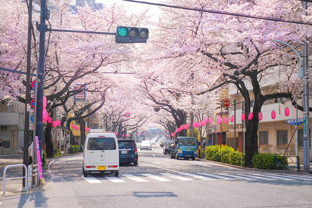 cherry blossoms