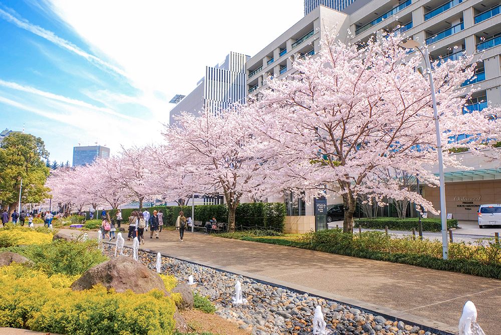 cherry blossoms