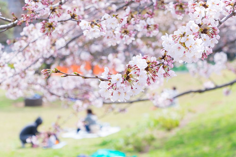 Can you Identify the difference between Cherry Blossom and Peach Blossoms?