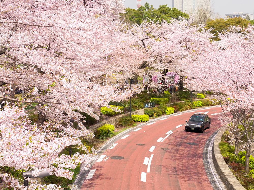 cherry blossoms