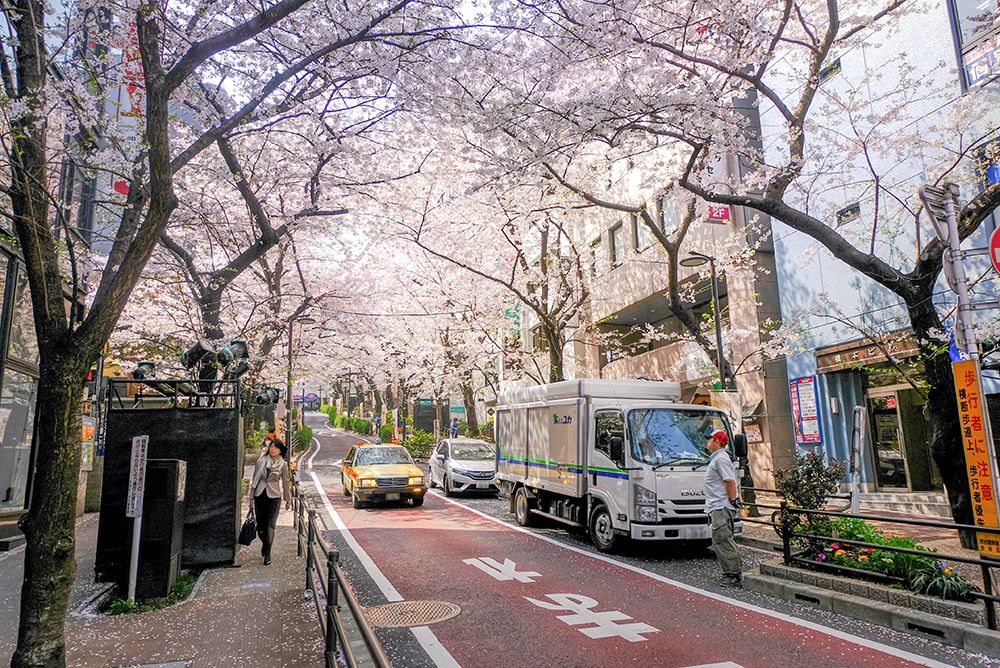 cherry blossoms