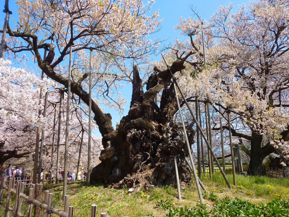 The 3 Great Cherry Trees of Japan — Travel Japan with Amnet