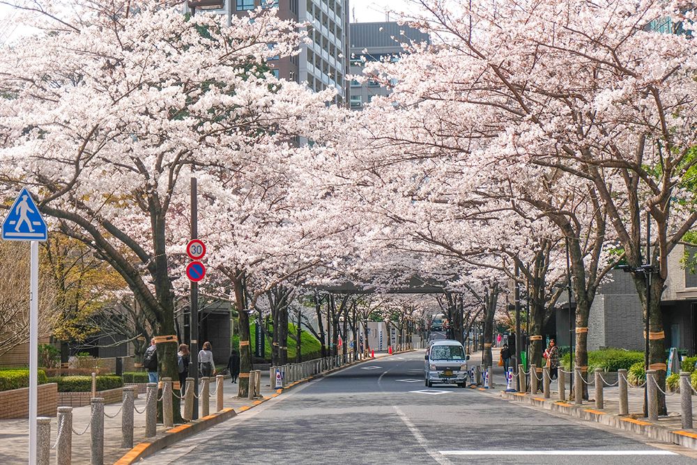 cherry blossoms