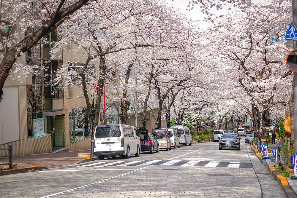 cherry blossoms