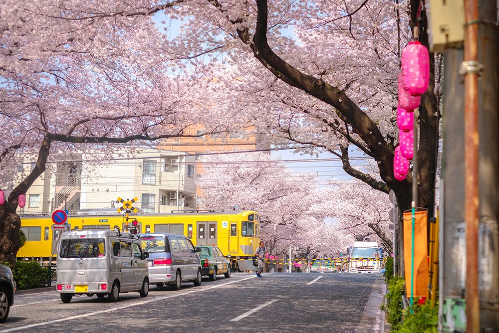 cherry blossoms