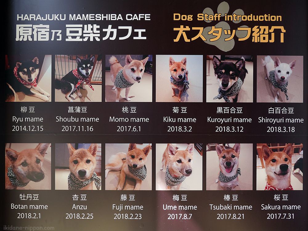 mame shiba cafe