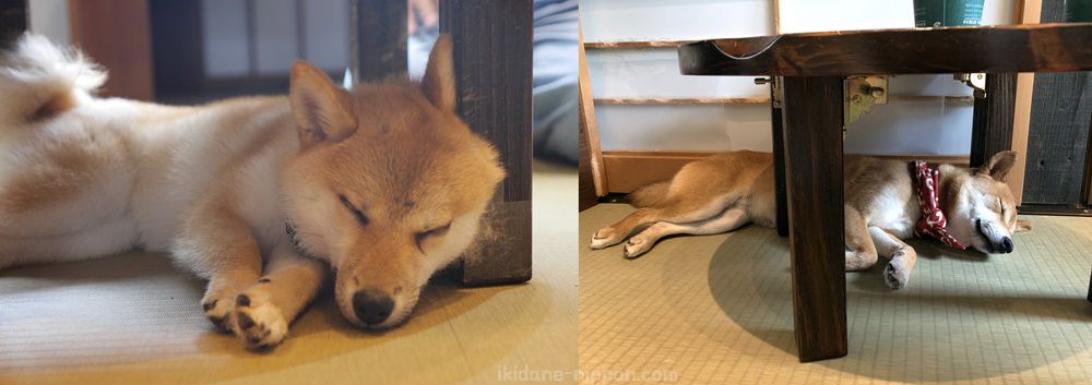 mame shiba cafe