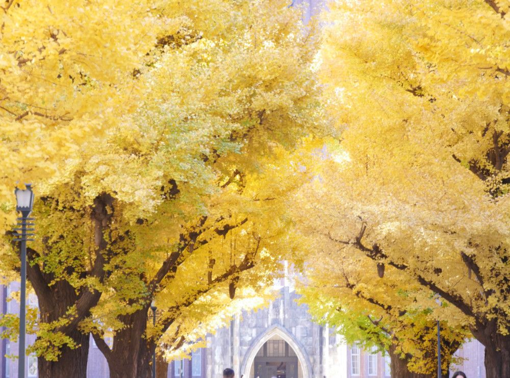 도쿄대학 은행나무