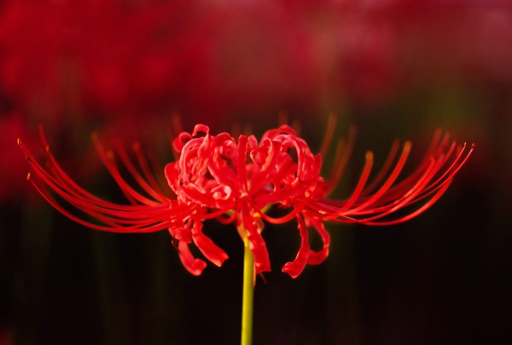 Wallpaper ideas  Red spider lily Lily wallpaper Anime flower