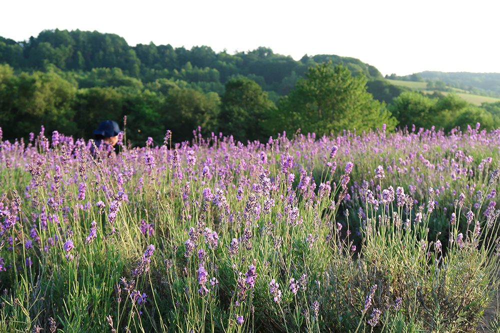 lavender