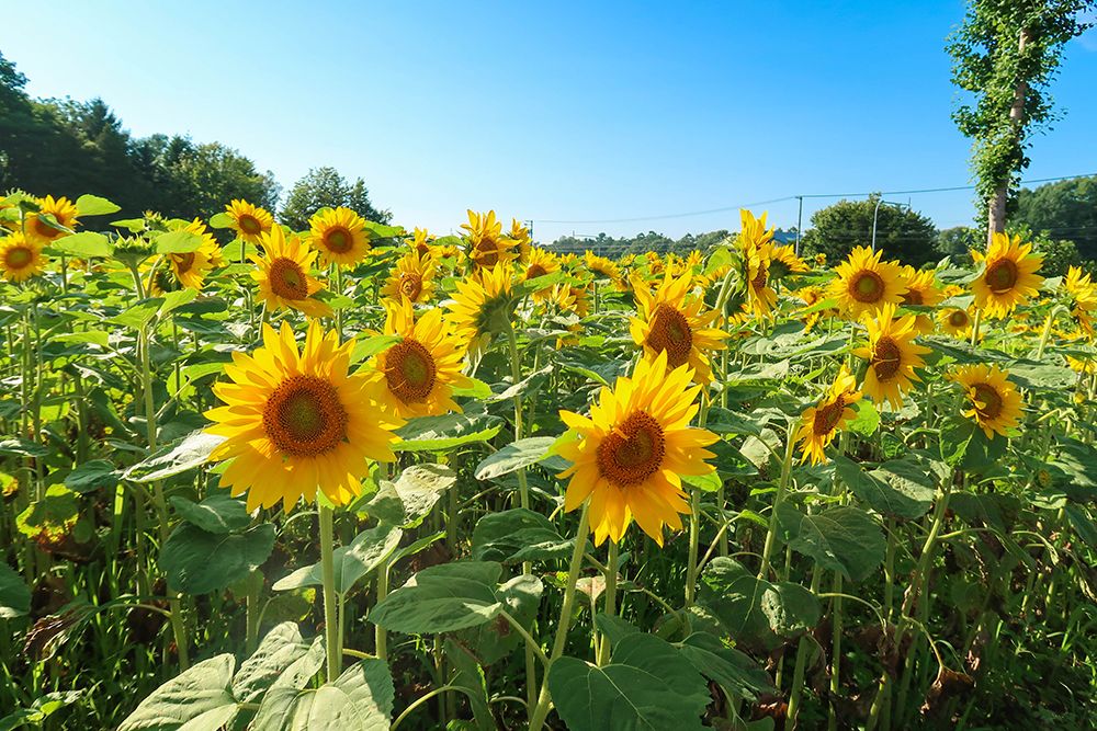 sunflower