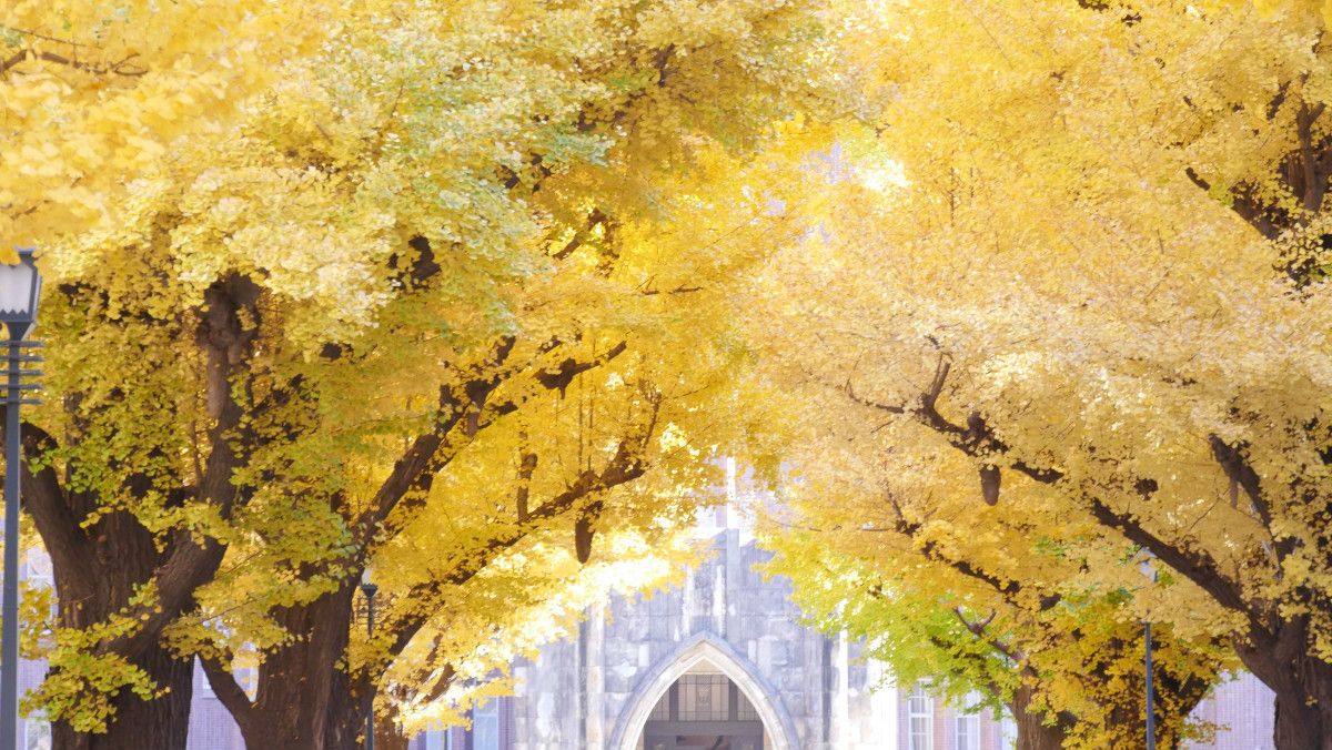 University of Tokyo's Gingko Avenue