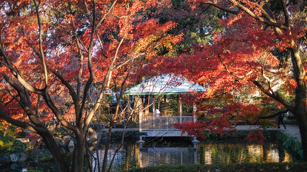 otaguro park ใบไม้เปลี่ยนสี