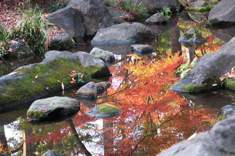 otaguro park ใบไม้เปลี่ยนสี