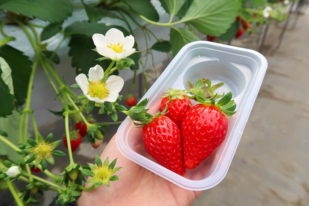 Di Kawagoe, Saitama, Ada Tempat Di Mana Kalian Bisa Memetik Buah Stroberi!