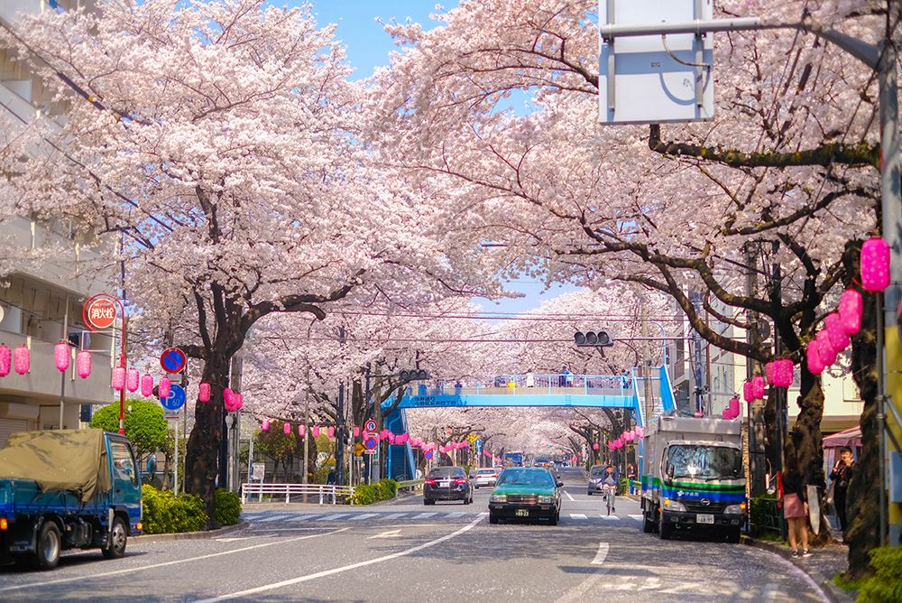 ถนนสีชมพูกับรถไฟสีเหลือง นากาโนะ araiyakushimae