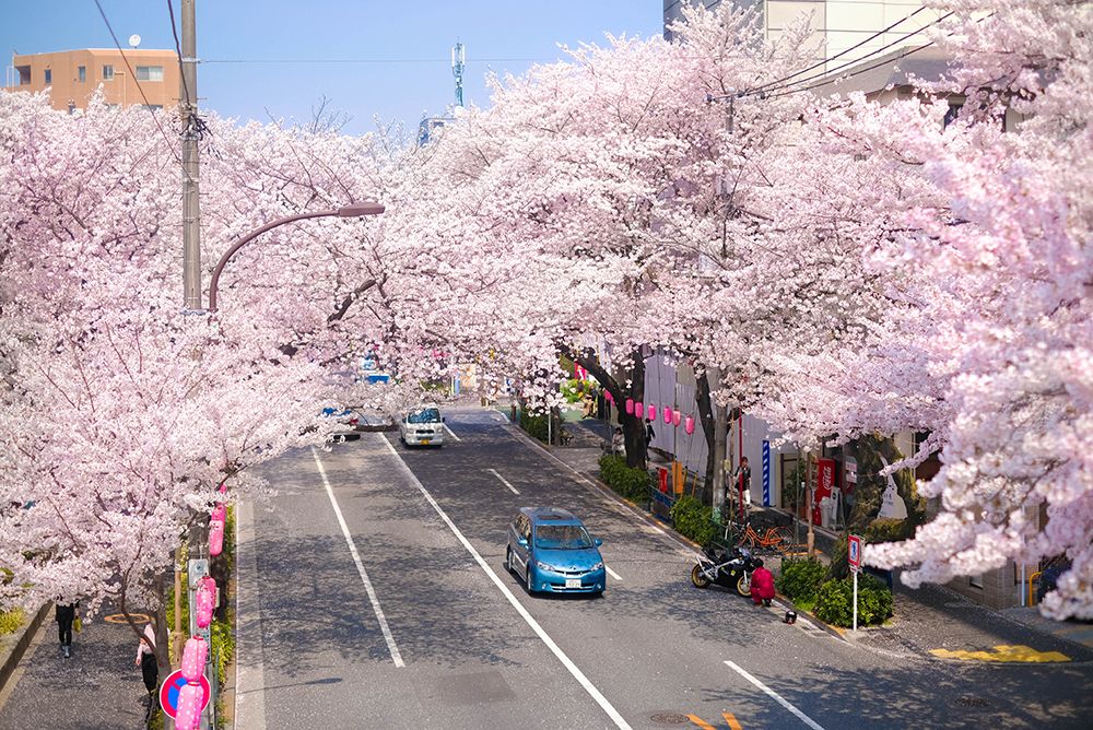 ถนนสีชมพูกับรถไฟสีเหลือง นากาโนะ araiyakushimae