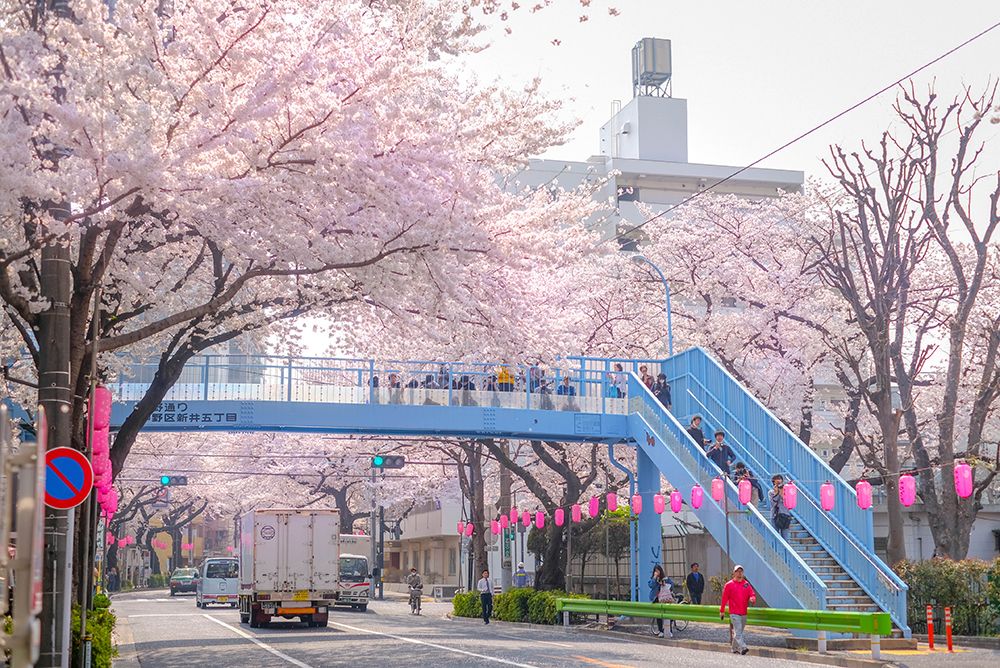 ถนนสีชมพูกับรถไฟสีเหลือง นากาโนะ araiyakushimae