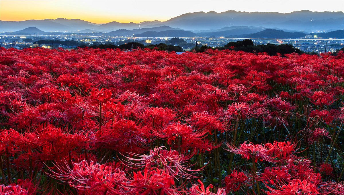 brings with a sea red spider lilies in Japan