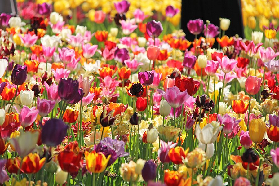 Tulips in all the possible colors you can imagine at the Hitachi ...