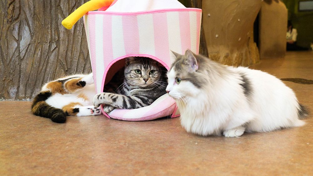 Cat Cafe Temari no Ouchi