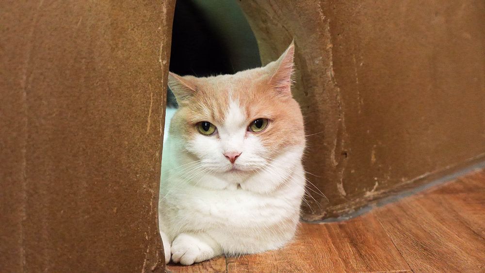 도쿄 키치죠지 고양이 카페 '테마리노 오우치'