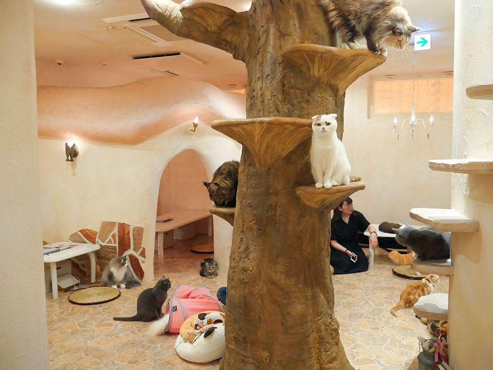 Cat Cafe Temari no Oshiro