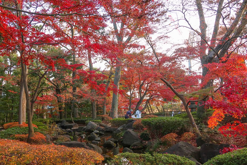 otaguro park ใบไม้เปลี่ยนสี