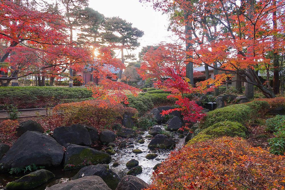 otaguro park ใบไม้เปลี่ยนสี
