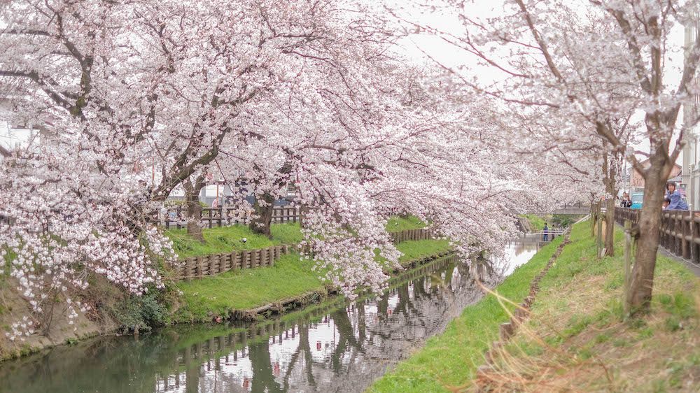 The best cherry blossom viewing spots in Kawagoe (Saitama prefecture)