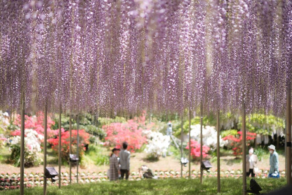 ashikagaflowerpark13.jpg