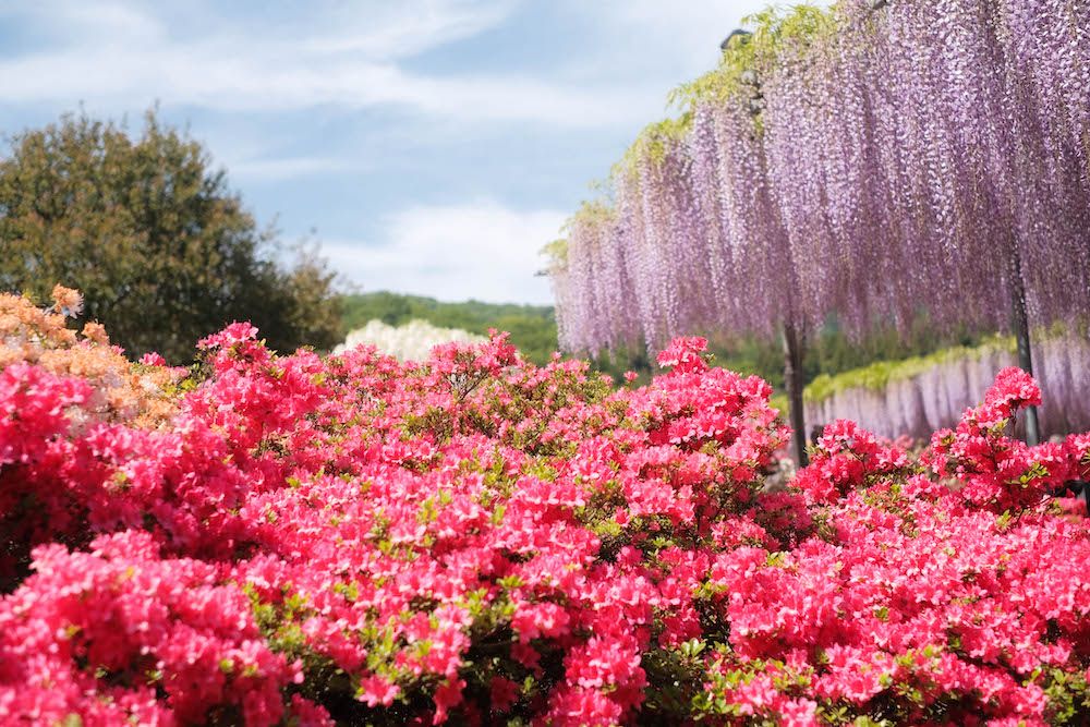 ashikagaflowerpark16.jpg