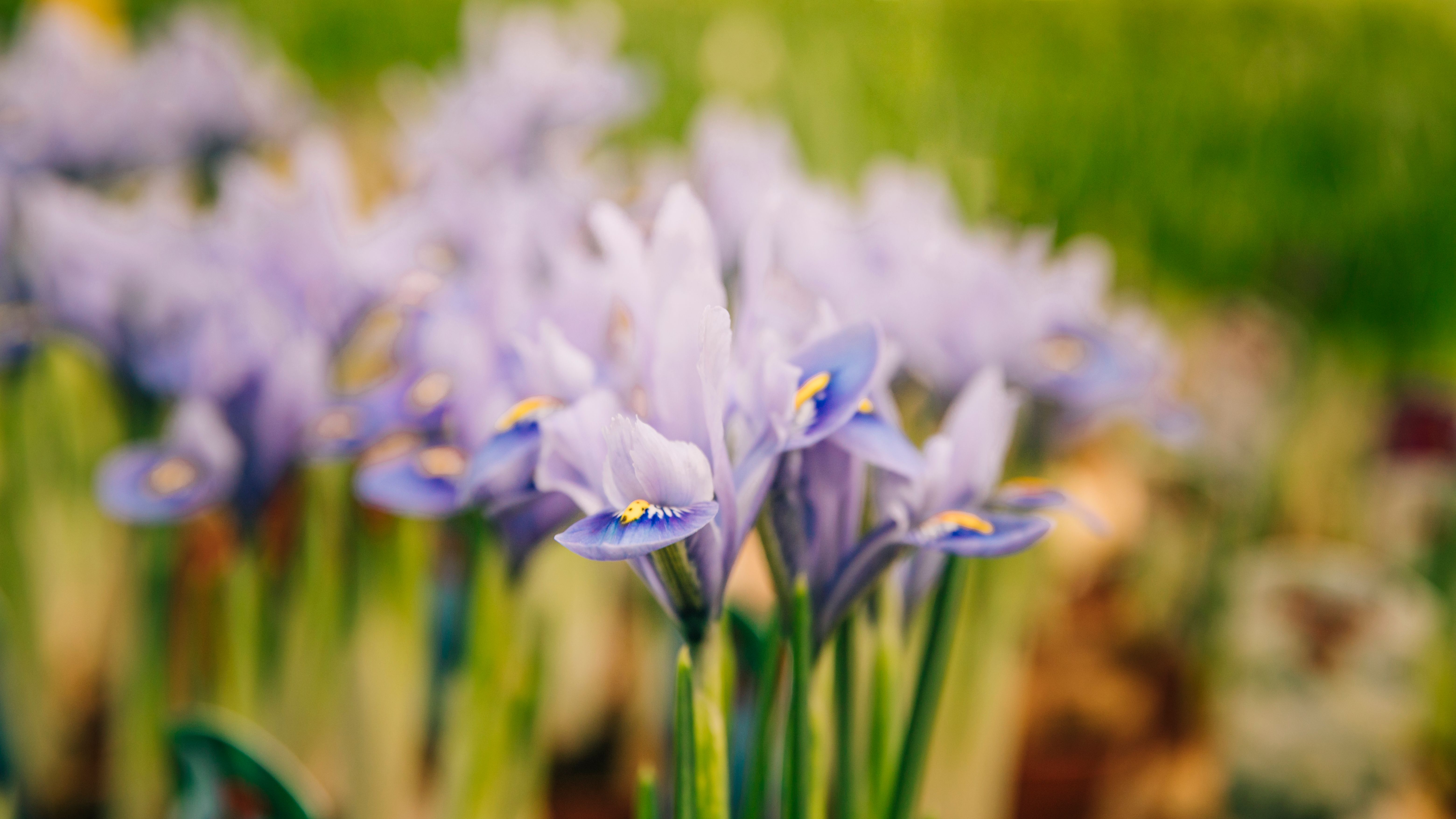 close-up-purple-iris-flower-garden.jpg