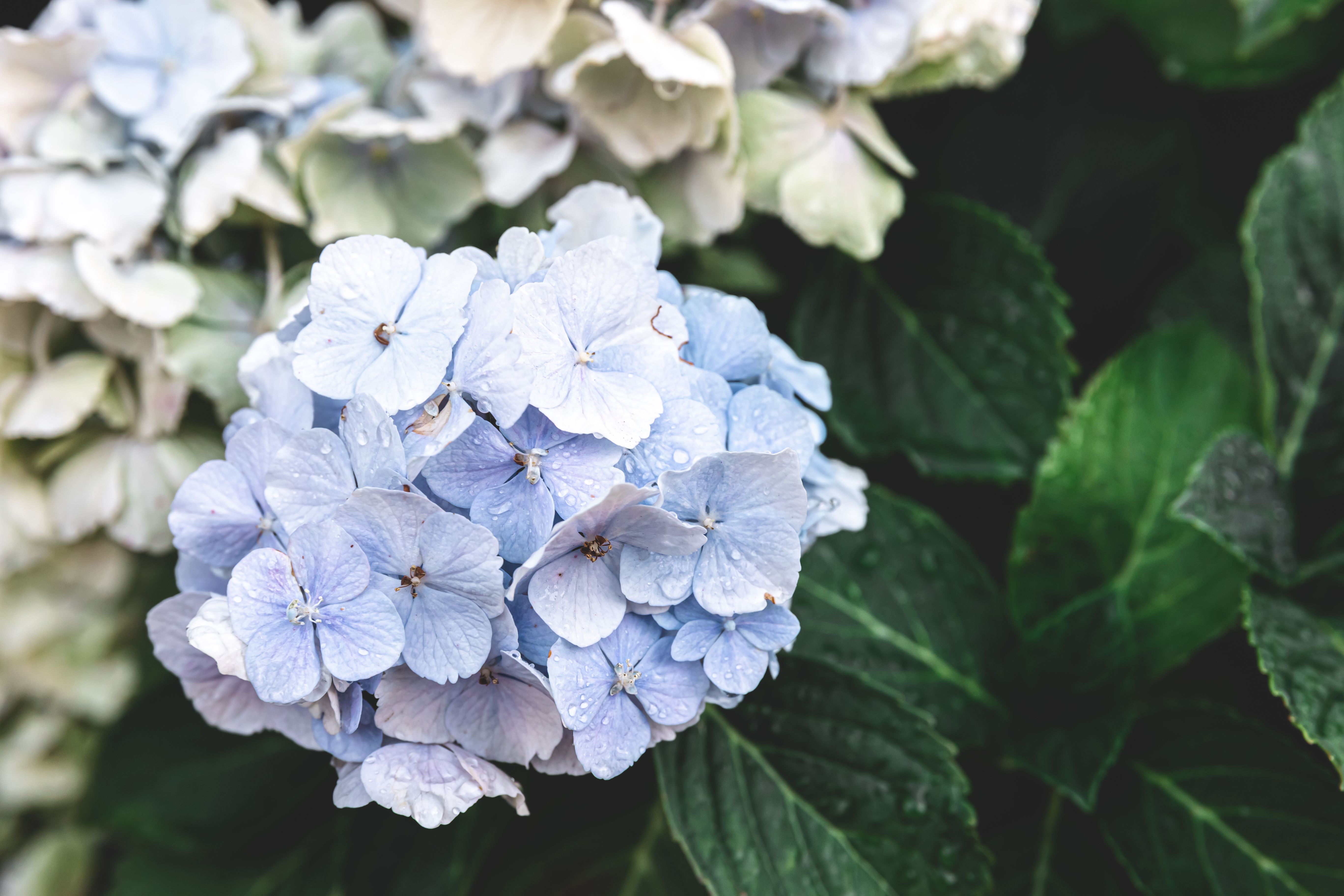 closeup-white-flowers-bush-natural-background.jpg