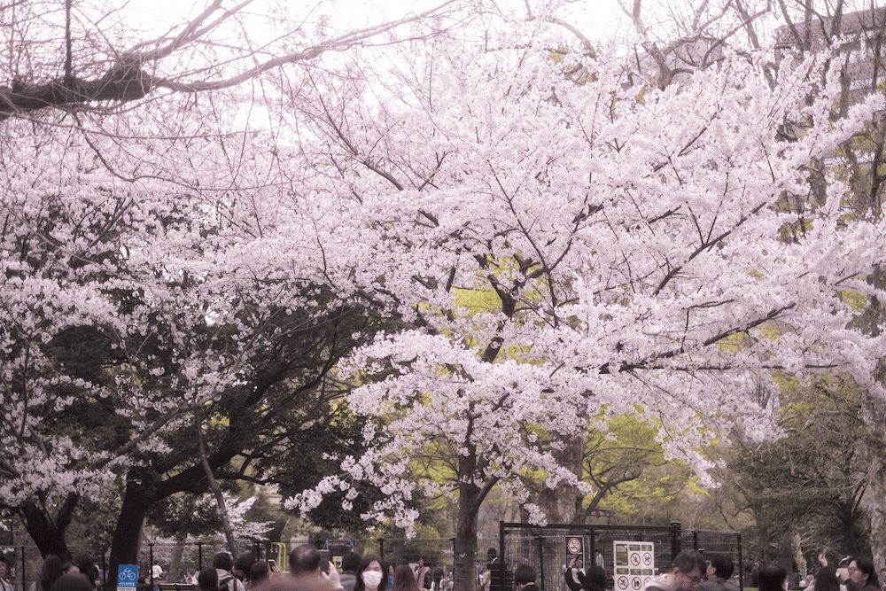 比谷公園櫻花1.PNG