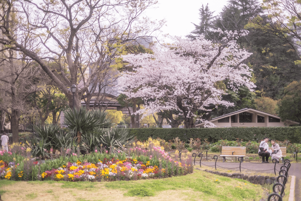 比谷公園櫻花2.PNG