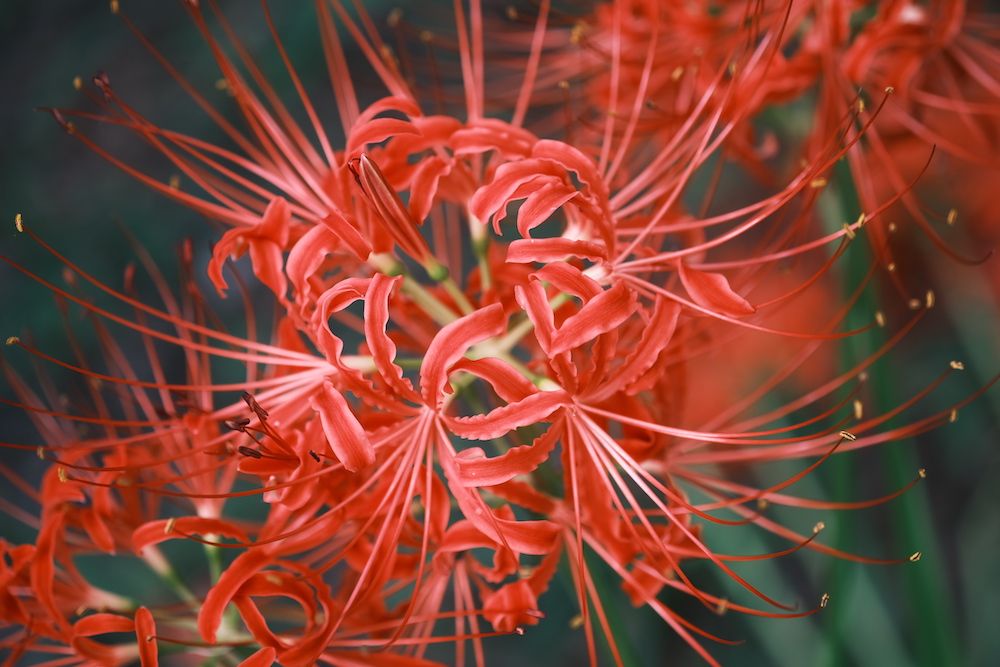 Higanbana Blooms: Japan's Sea of Red in September