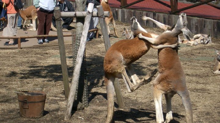 how to go fuji safari park