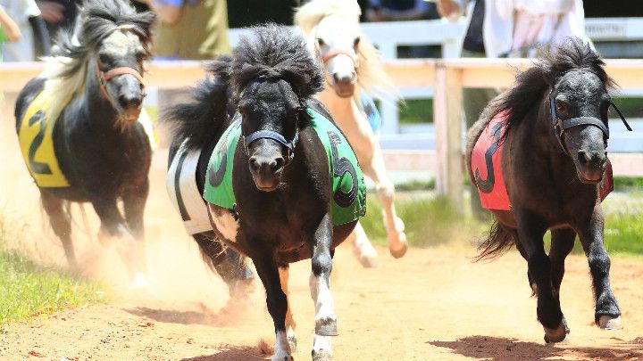 how to go fuji safari park