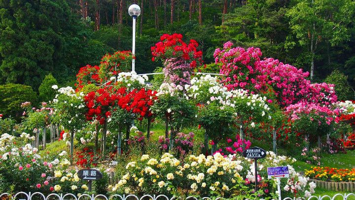 Hanamaki Onsen Rose Garden