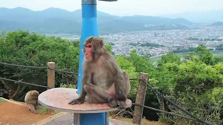 kyoto monkey park