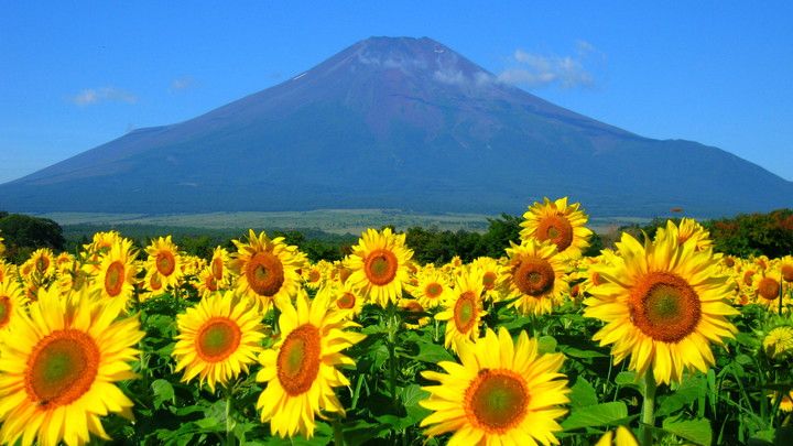 富士山