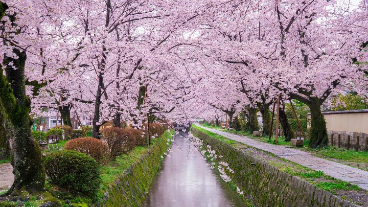 Cherry blossom trees virtual tour on Google Earth