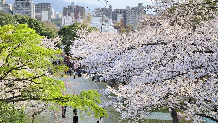 Cherry blossom trees virtual tour on Google Earth