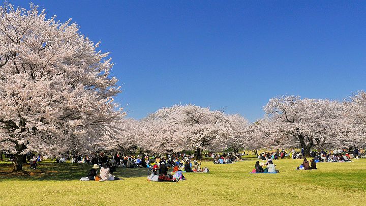 Showa Memorial Park