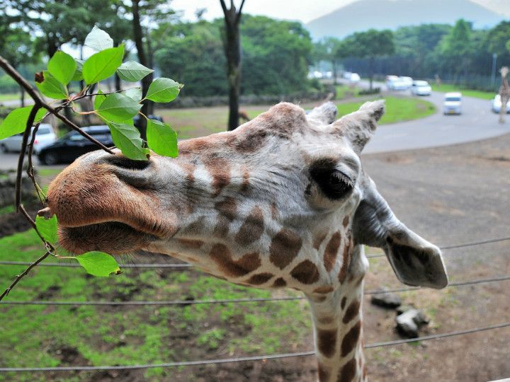 fuji safari park jungle bus