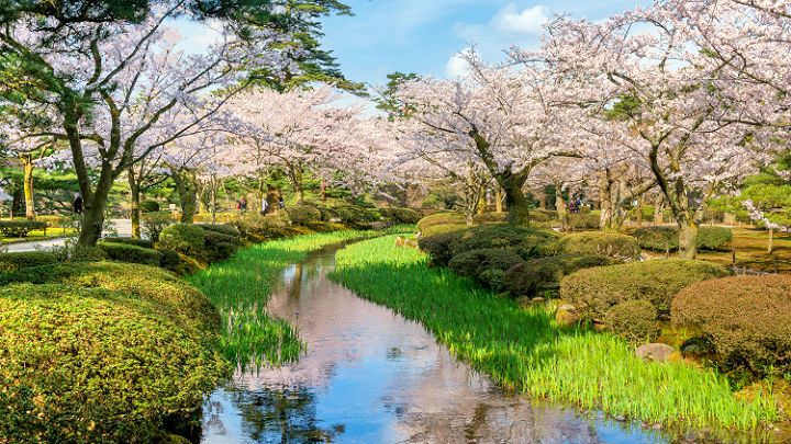 Kanazawa Cherry Blossoms: Best Spots for Sakura Viewing